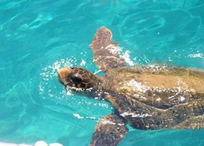 Villa Deluxe Mykonos 2 Bedrooms Del Sol Pool View Outdoor Pool Ornos