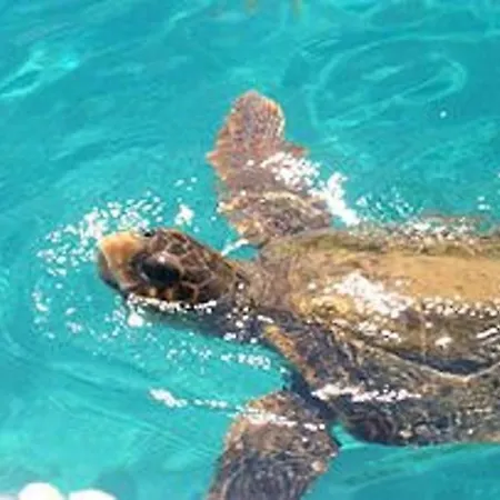 Βίλα Deluxe Mykonos 2 Bedrooms Del Sol Pool View Outdoor Pool